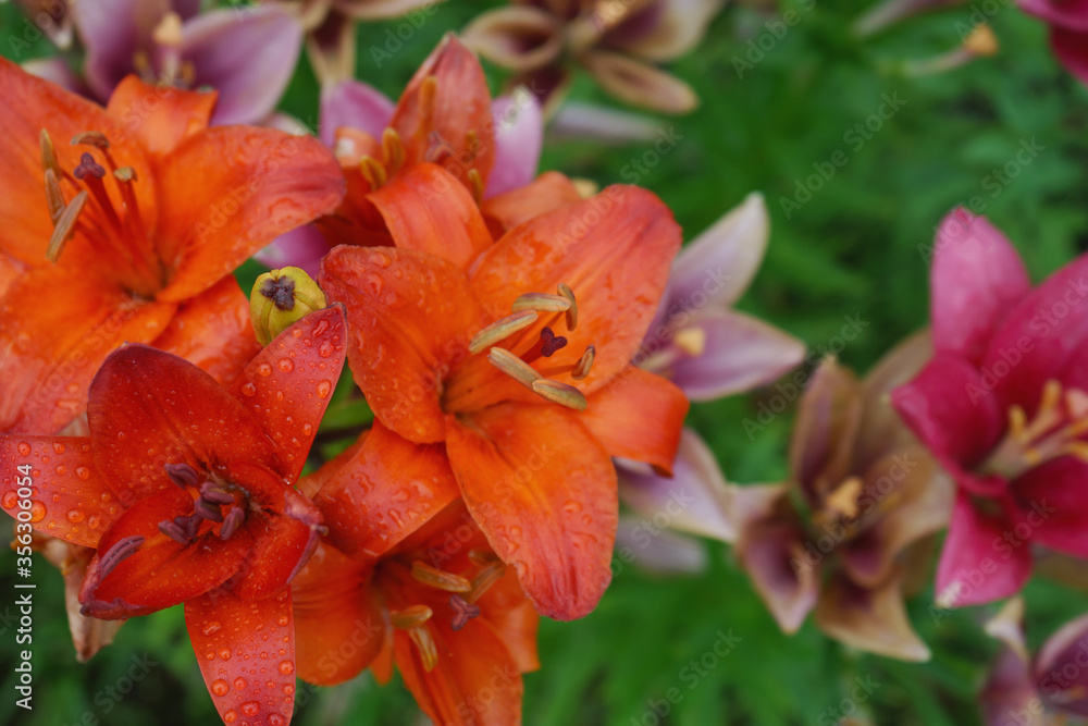 Red and pink Lily flower. Red and pink Lily flower.