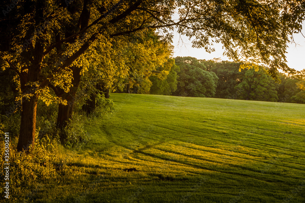 Pastoral field in a clearing in the woods at dusk Pastoral field in a clearing in the woods at dusk
