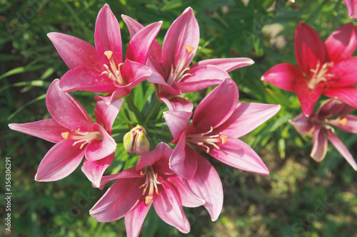 Red and pink Lily flower.