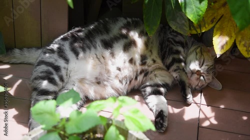 ウッドデッキの木陰で昼寝する猫の動画