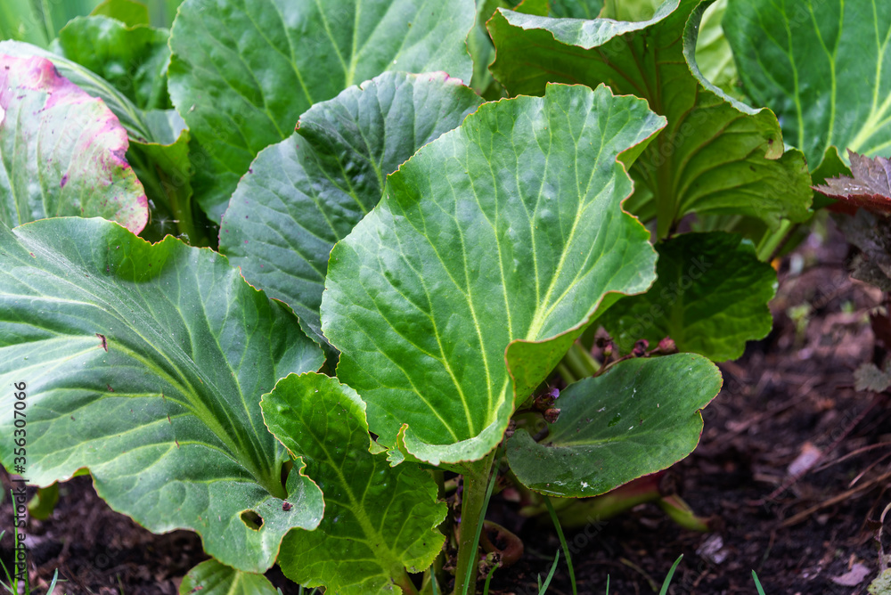 Leaves of Badan (Bergenia Crassifolia) in the garden Leaves of Badan (Bergenia Crassifolia) in the garden