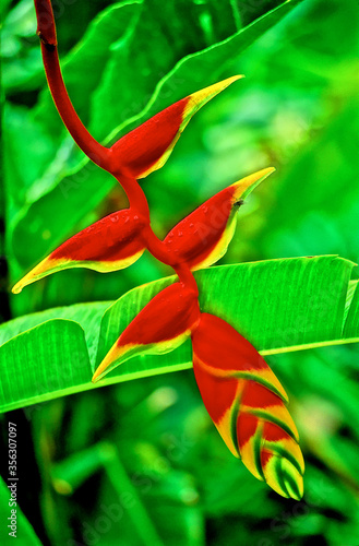 Fly on Heliconia bract, Hawaii  photo