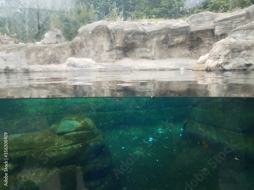 aquarium or enclosure with window and water and stone at zoo
