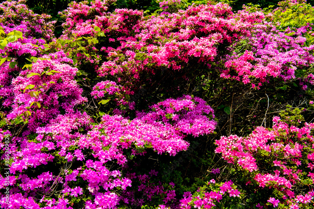 鶴見岳のミヤマキリシマ