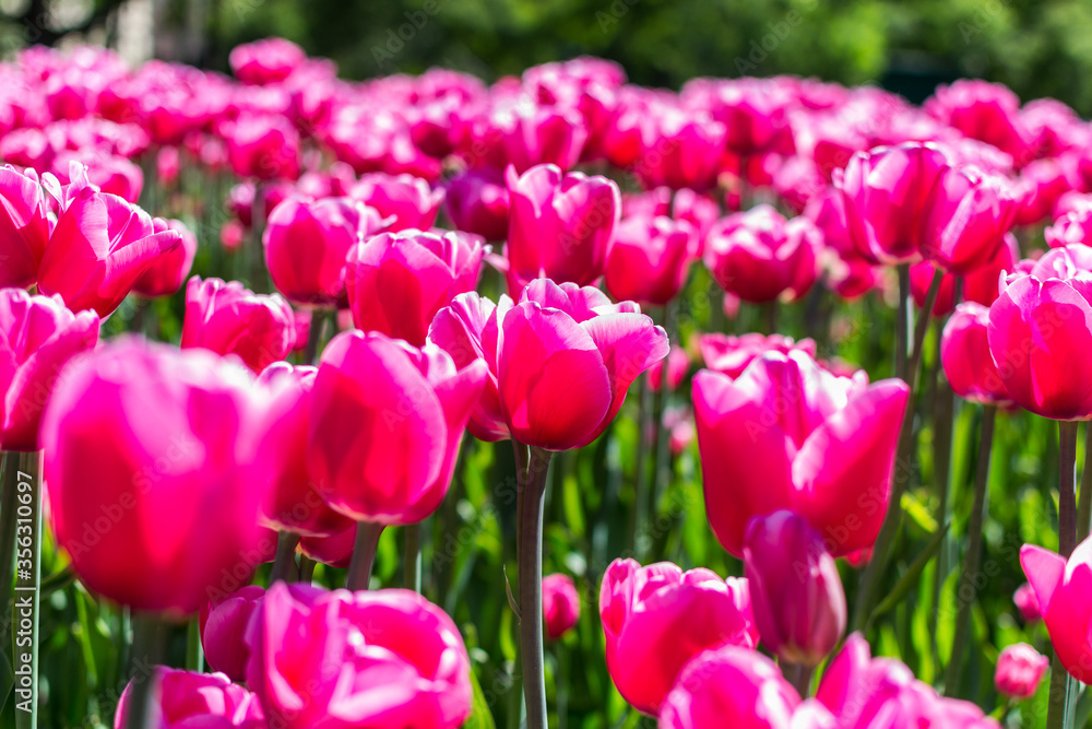 very beautiful red pink tulip flower. lantern from a tulip. like a lantern. blurred background very beautiful red pink tulip flower. lantern from a tulip. like a lantern. blurred background