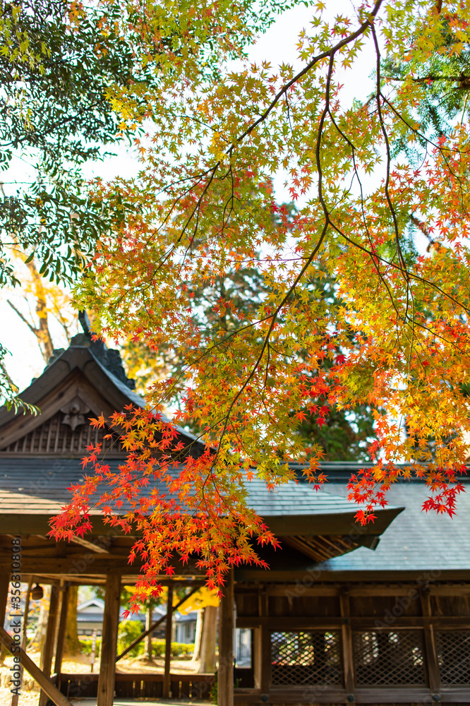 日本建築と色づき始めた紅葉
