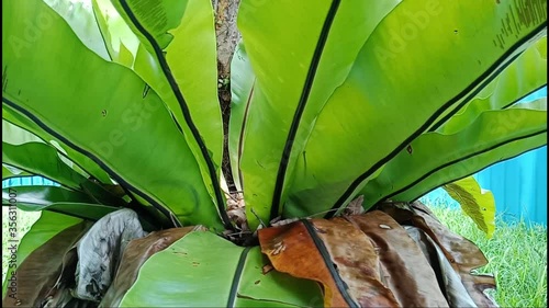Closeup view video of big green leaves of shrub growing outdoors in garden  