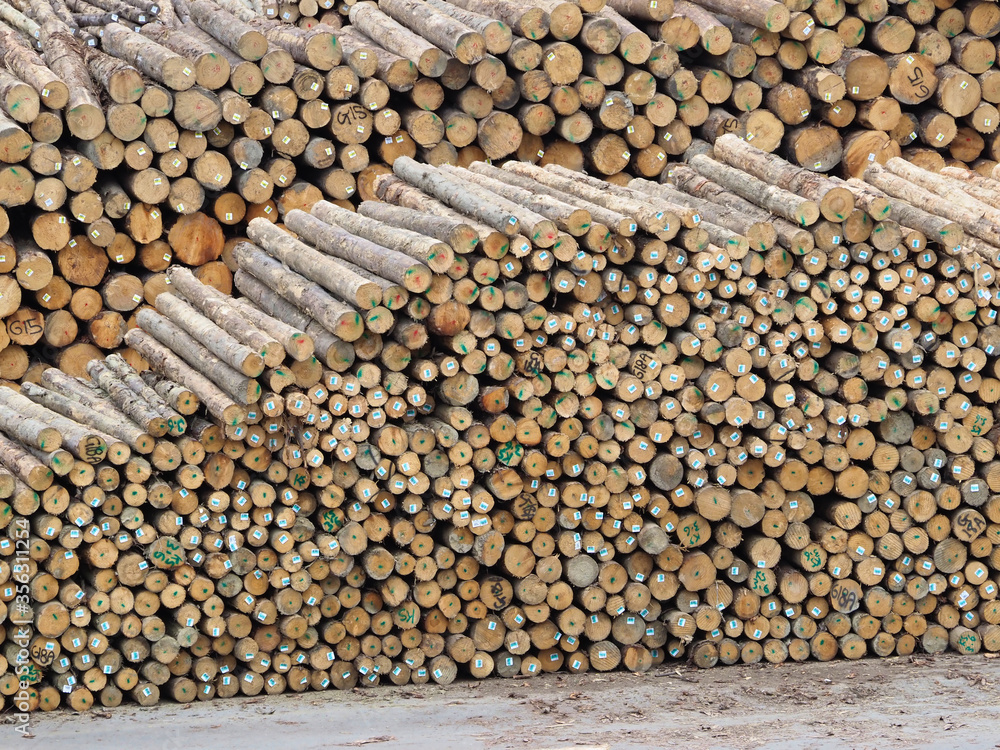 Stacked Timber logs