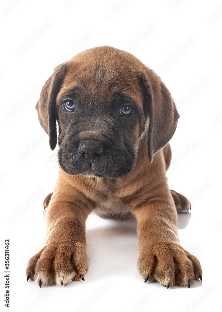 puppy cane corso puppy cane corso
