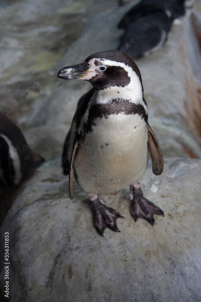 Obraz premium white black penguin in the zoo on stone