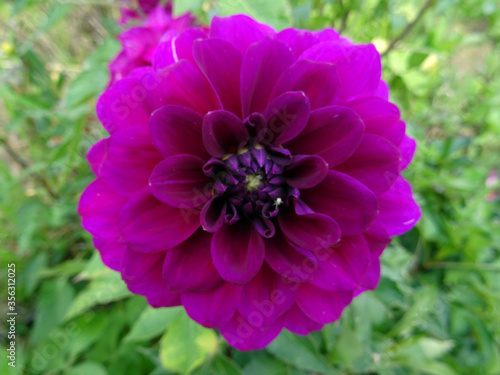 Dahlia violet