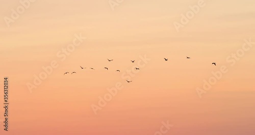 Low angle panning shot of silhouette birds flying against orange sky during sunset - Camargue, France