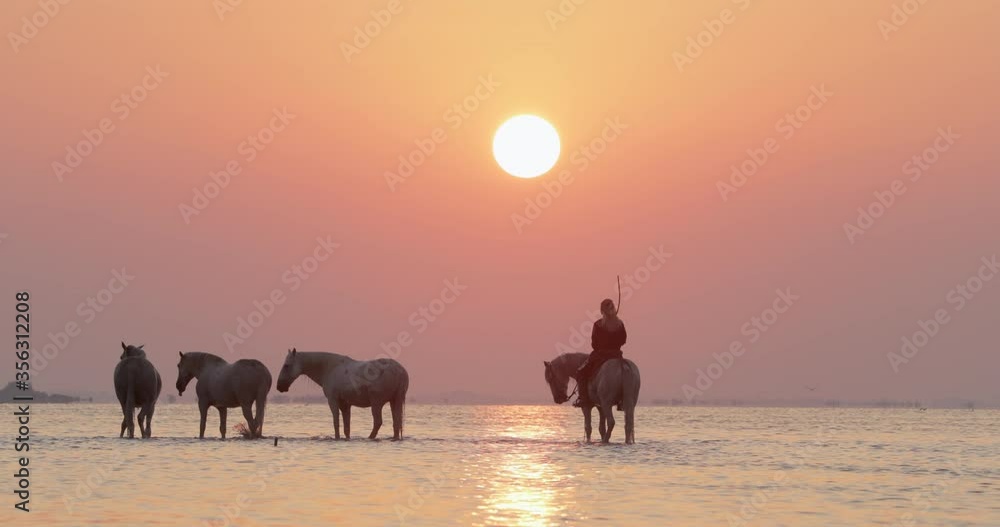 Slow motion shot of female wrangler strolling with remuda in river at sunset - Camargue, France Slow motion shot of female wrangler strolling with remuda in river at sunset - Camargue, France