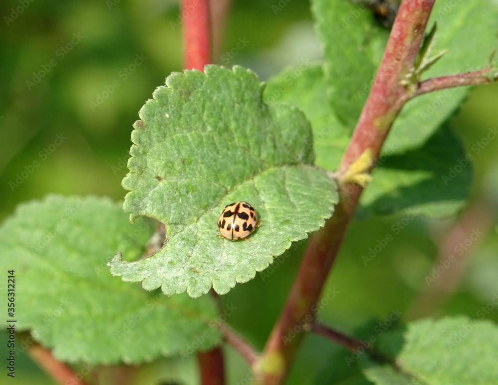 Coccinelle Coccinelle