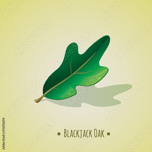 blackjack oak leaf photo