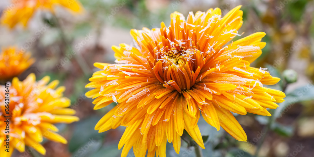 yellow chrysanthemums covered with frost. rime. selective focus. copy space yellow chrysanthemums covered with frost. rime. selective focus. copy space