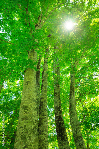 sun rays in forest