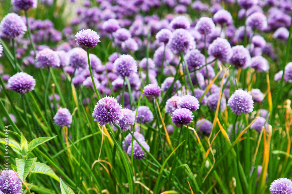 Pretty garlic flowers in garden setting Pretty garlic flowers in garden setting