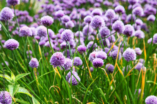 Pretty garlic flowers in garden setting