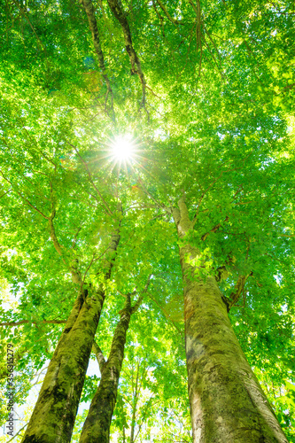 Fototapeta Naklejka Na Ścianę i Meble -  sun rays in the forest