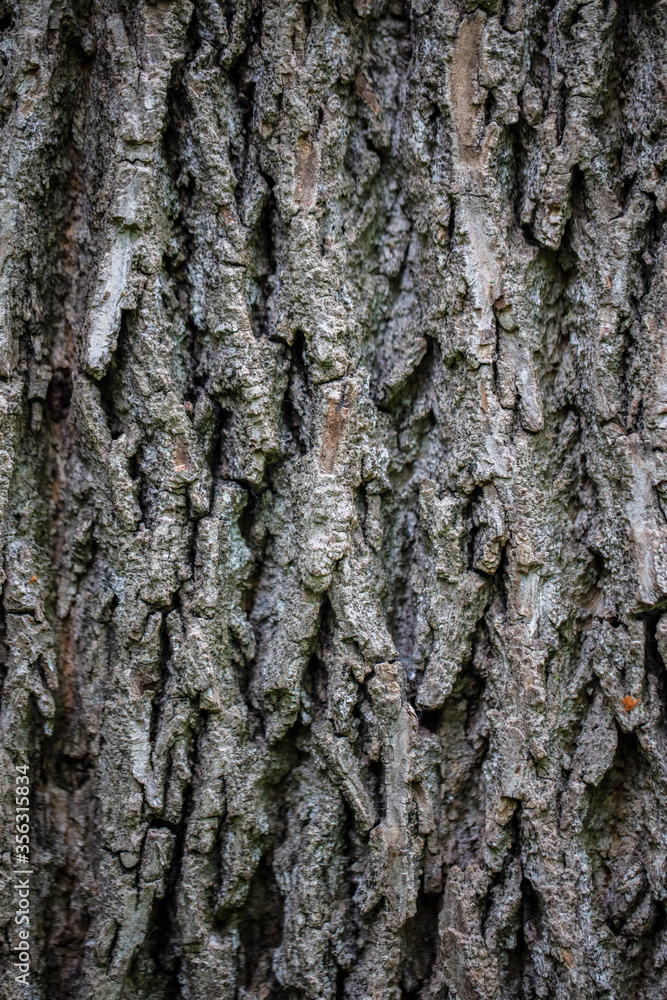 hard structured tree skin hard structured tree skin