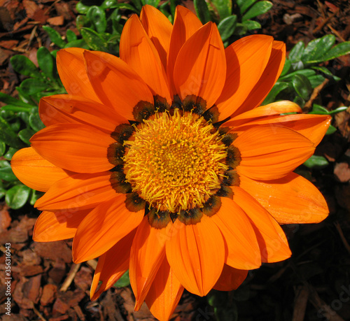 Closeup of orange gazania flower with plain background