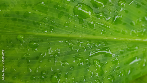 Close up of bright green tropical leaf with dew drops