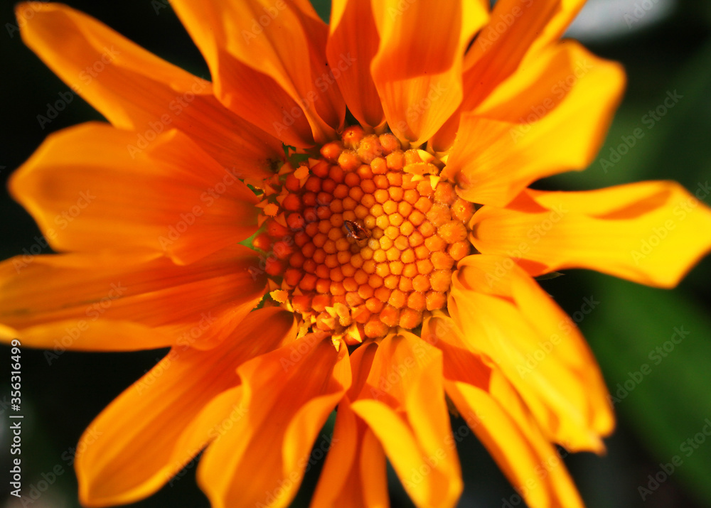 Closeup of orange gazania flower with plain background Closeup of orange gazania flower with plain background