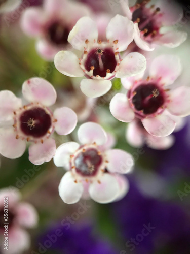 Beautiful geraldton wax flowers in bouquet