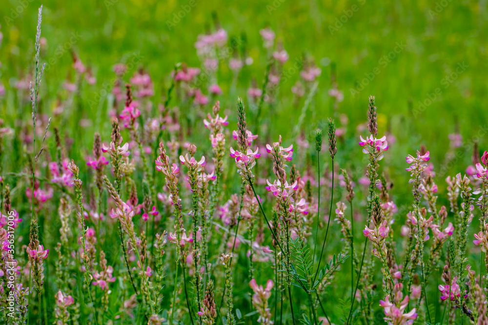 field of spring flowers