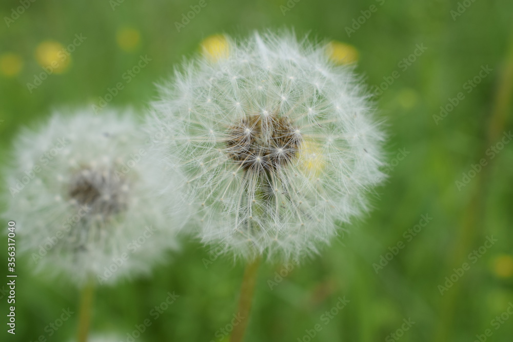 Fototapeta premium dandelion on green background