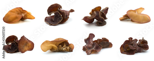 Group of black fungus set isolated on the white background. The collection of black fungus.