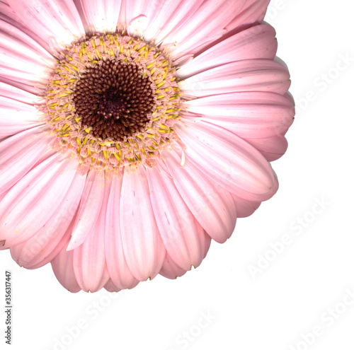 Closeup of beautiful pink gerber flower with plain background