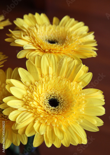 Closeup of beautiful yellow gerber flower