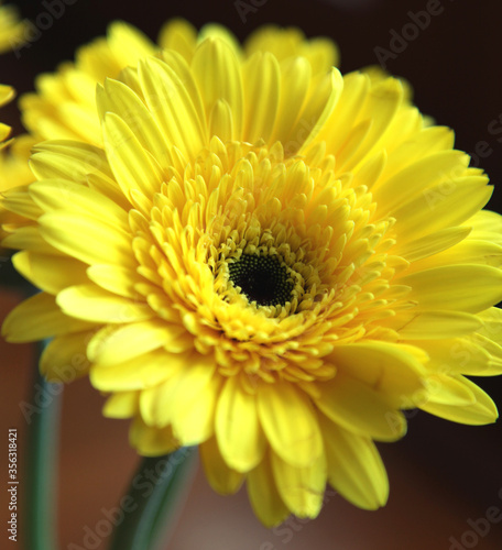 Closeup of beautiful yellow gerber flower