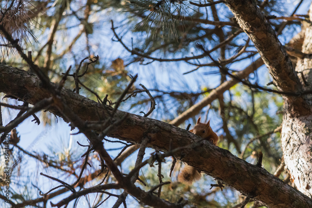 Euroasian red squirrel interested peeps from behind a pine branch in woodland park outdoors Euroasian red squirrel interested peeps from behind a pine branch in woodland park outdoors