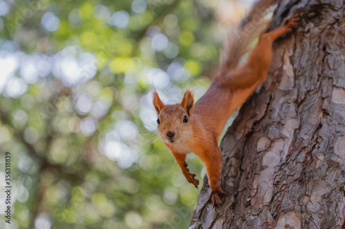 Close up portrait of curious euroasian red squirrel on tree trunk in woodland park outdoors looking right into camera
