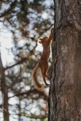 Euroasian red squirrel in a jump while running up the tree trunk in woodland park outdoors © Alexandr