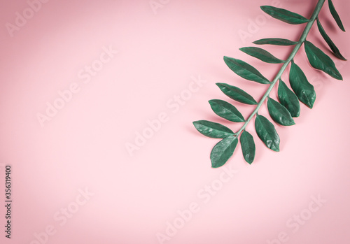 tropical zamioculcas branch with leaves on pink background with copy space.