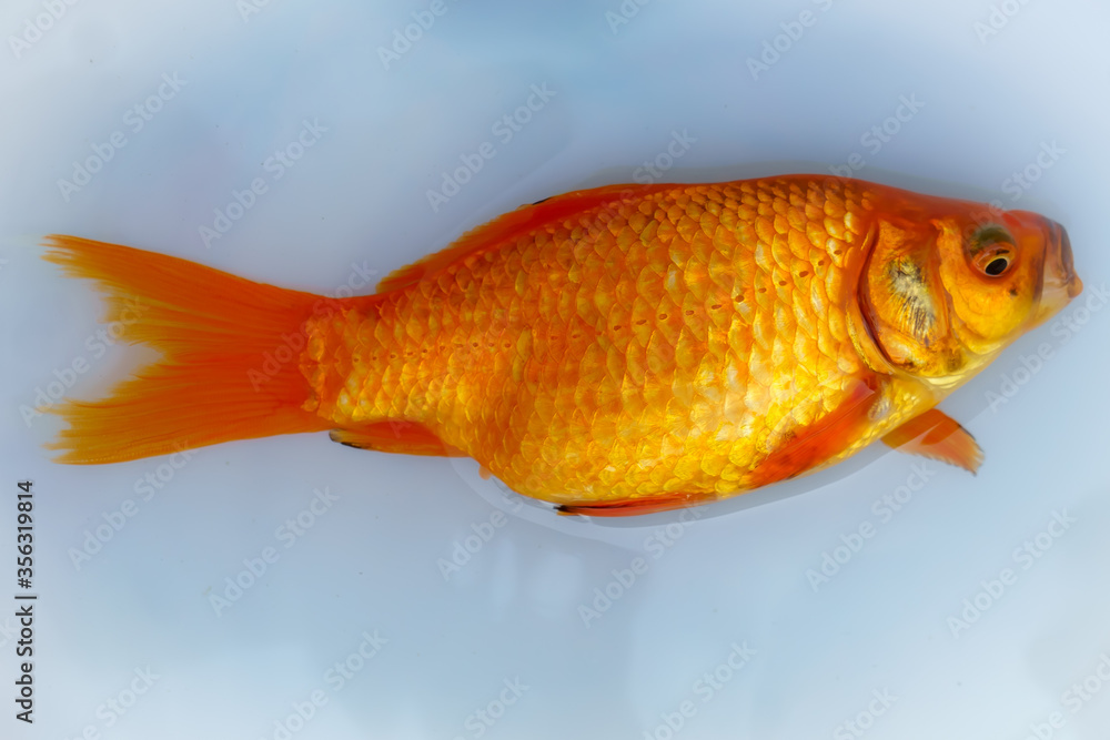 Alive golden crucian carp a white plate with water Alive golden crucian carp a white plate with water