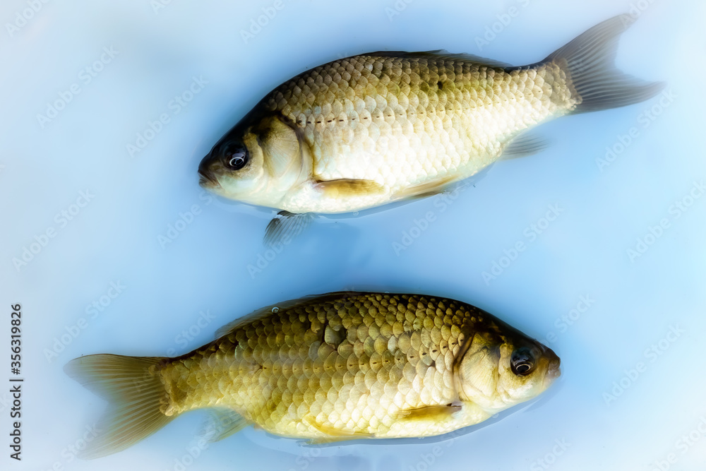 Two alive crucian carp a white plate with water Two alive crucian carp a white plate with water