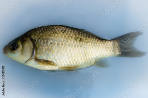 Alive crucian carp a white plate with water