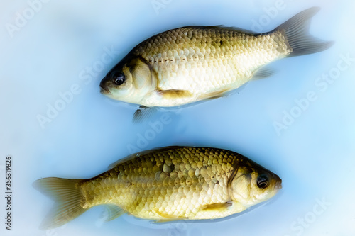 Two alive crucian carp a white plate with water