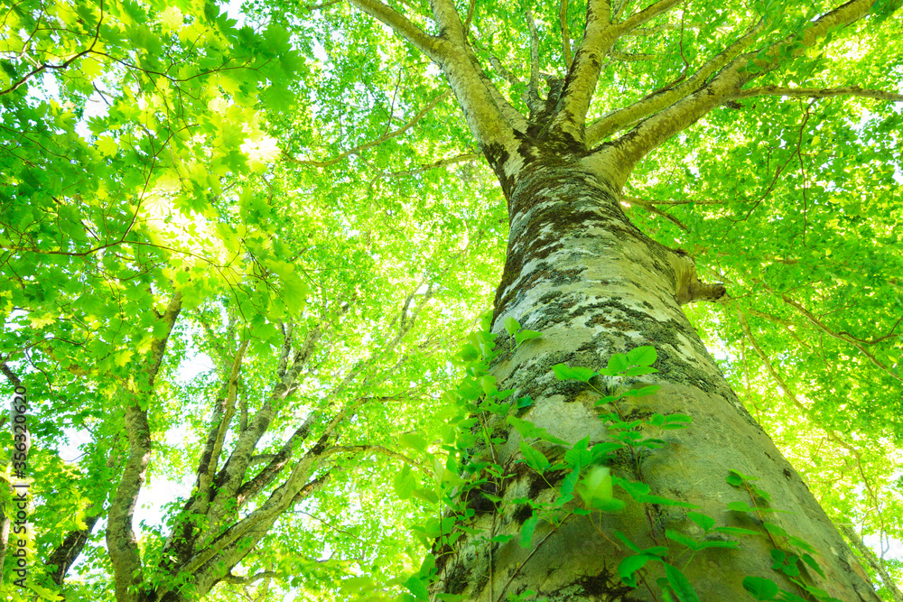 Fototapeta premium green tree in the forest