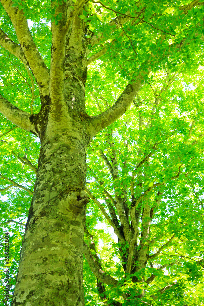 Fototapeta premium tree in the forest