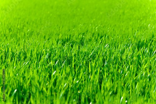 Green wheat field close-up. Beautiful natural green background. Shallow depth of field.