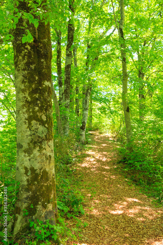 Obraz premium footpath in the forest