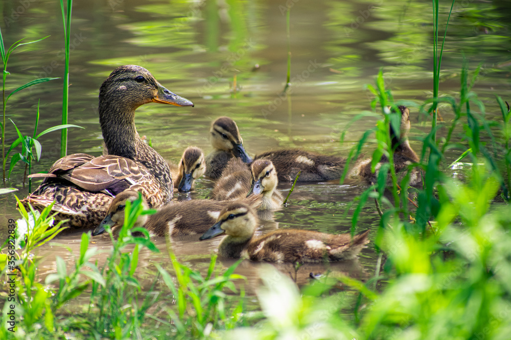 Mom Duck with her Yellow baby ducklings in the lake Mom Duck with her Yellow baby ducklings in the lake