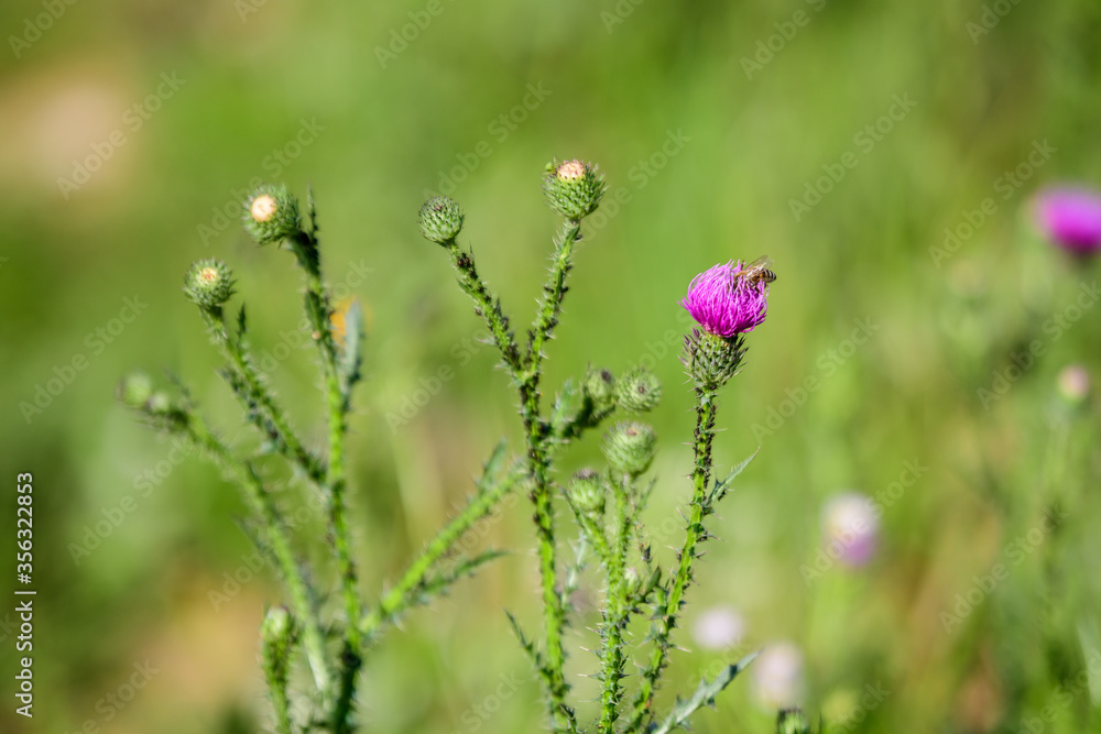 Delicate pink and purple flowers of Carduus nutans plant, commonly known as musk or nodding plumeless thistle, in a garden in a sunny summer day, national flower and symbol of Scotland, United Kingdom Delicate pink and purple flowers of Carduus nutans plant, commonly known as musk or nodding plumeless thistle, in a garden in a sunny summer day, national flower and symbol of Scotland, United Kingdom
