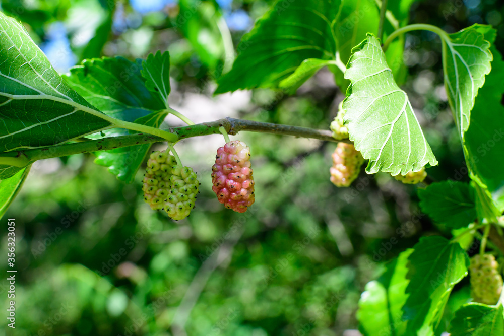 Small wild pink and white mulberries with tree branches and green leaves, also known as Morus tree, in a summer garden in a cloudy day, natural background with organic healthy food. Small wild pink and white mulberries with tree branches and green leaves, also known as Morus tree, in a summer garden in a cloudy day, natural background with organic healthy food.